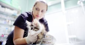 Кремация кошек: особенности и значение процедуры